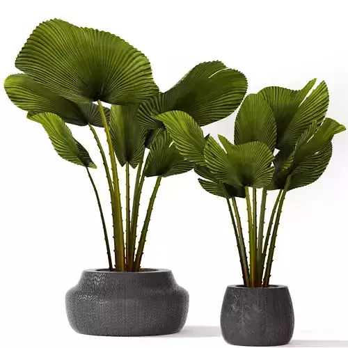 Palm collection 4 two plants in pot 3D model