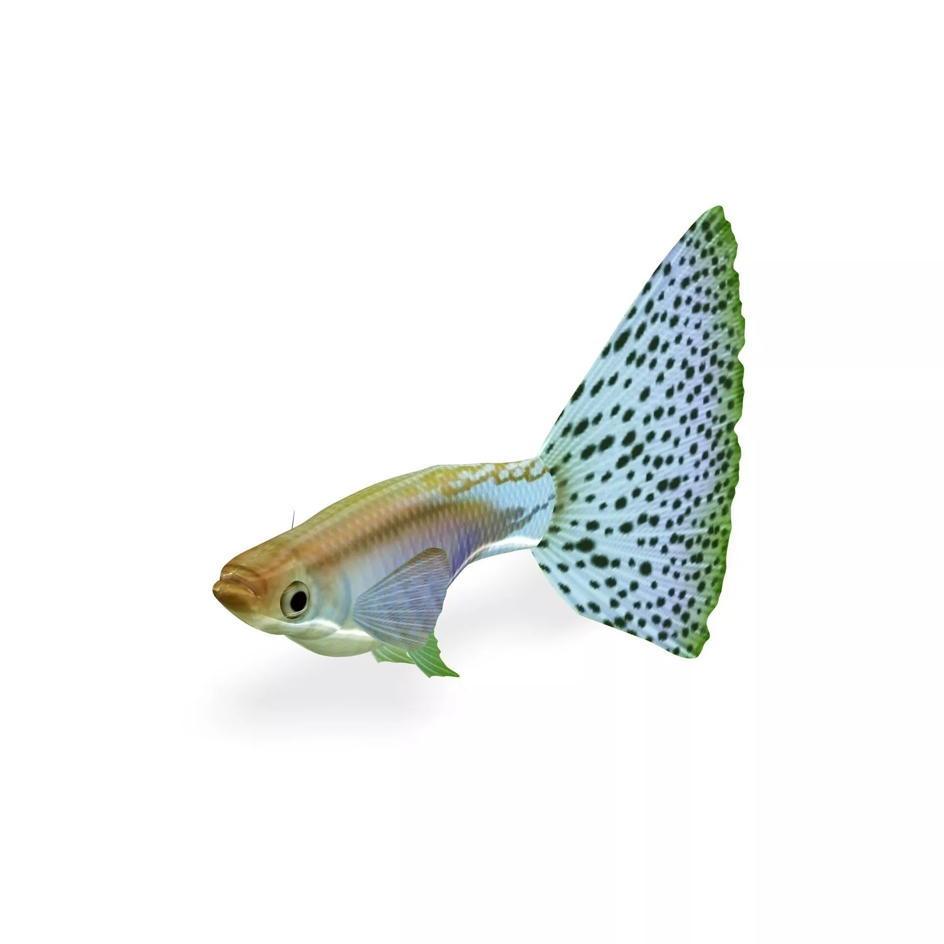 Guppy Blue Grass FISH Free 3D print model