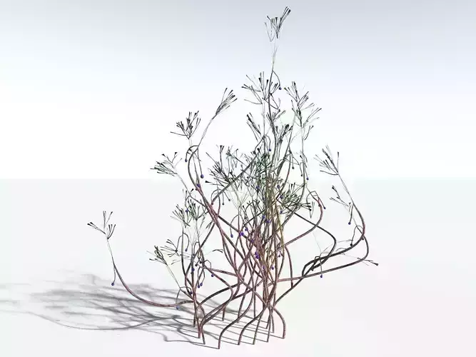 EVERYPLANT Baiera Gracilis LowPoly