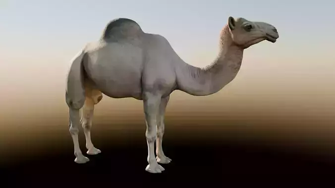 Realistic Animated Camel  Rigged and Low Poly Game Ready