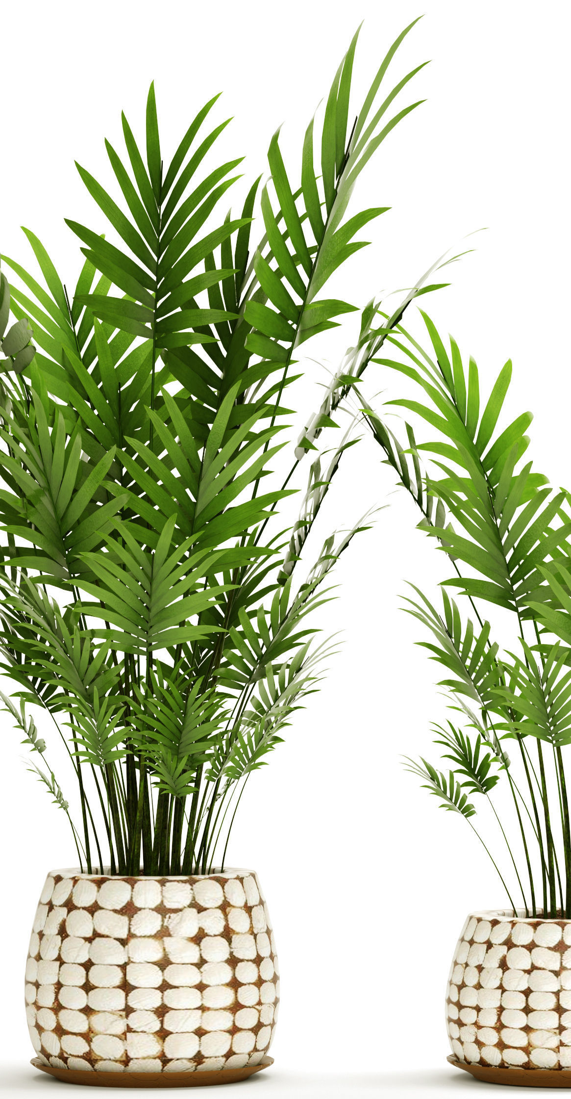 Palm collection 9 three plants in basket 3D model_4