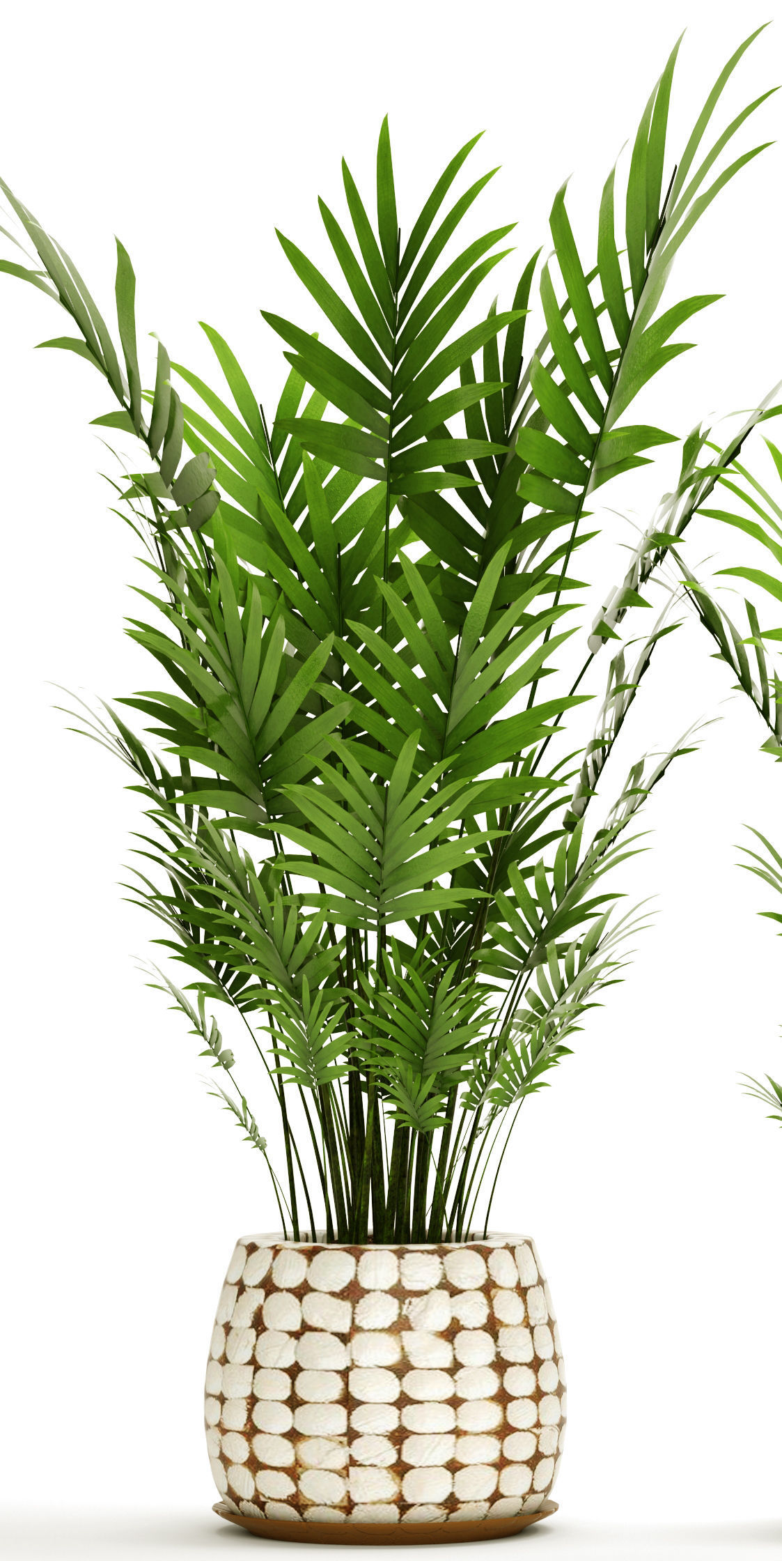 Palm collection 9 three plants in basket 3D model_3