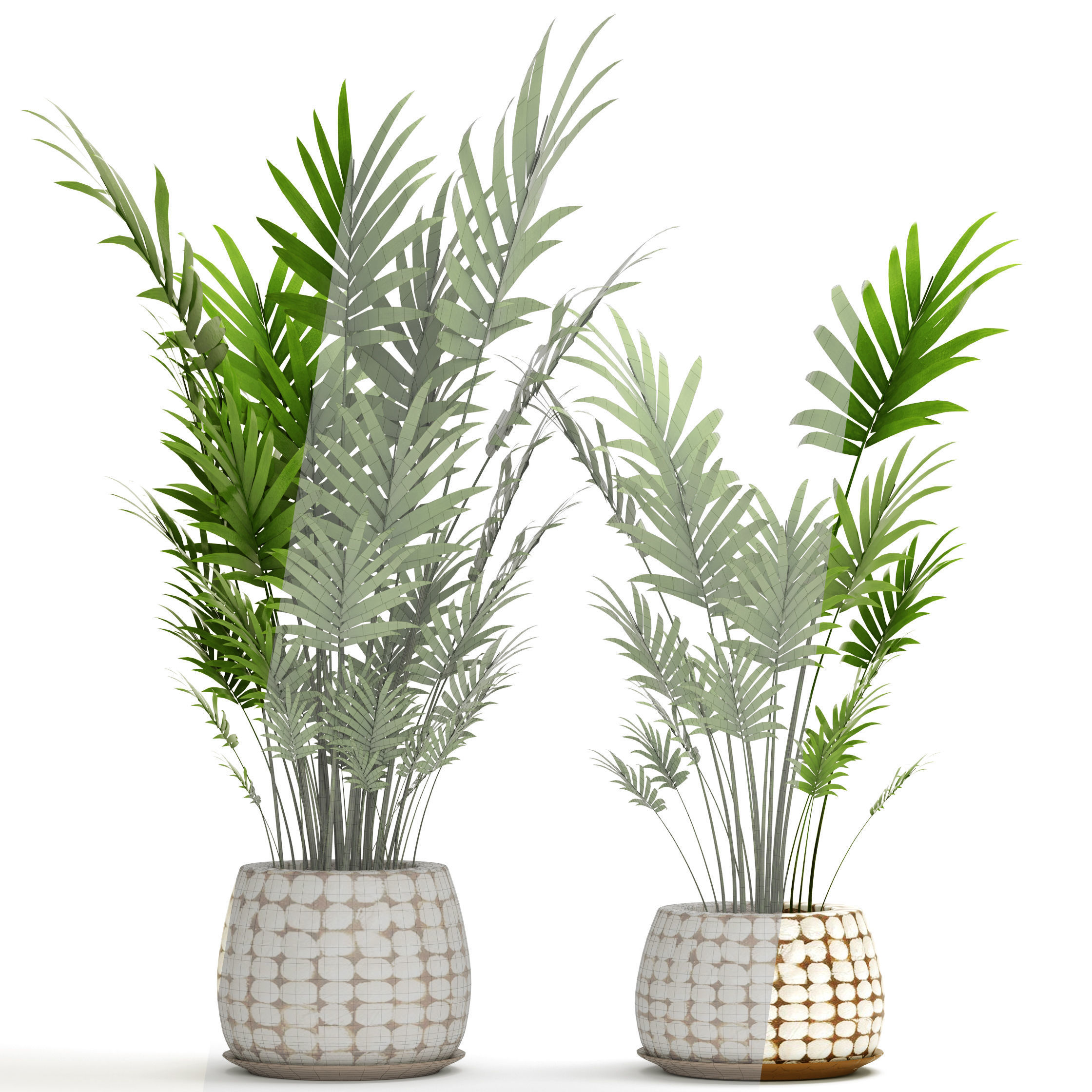 Palm collection 9 three plants in basket 3D model_5