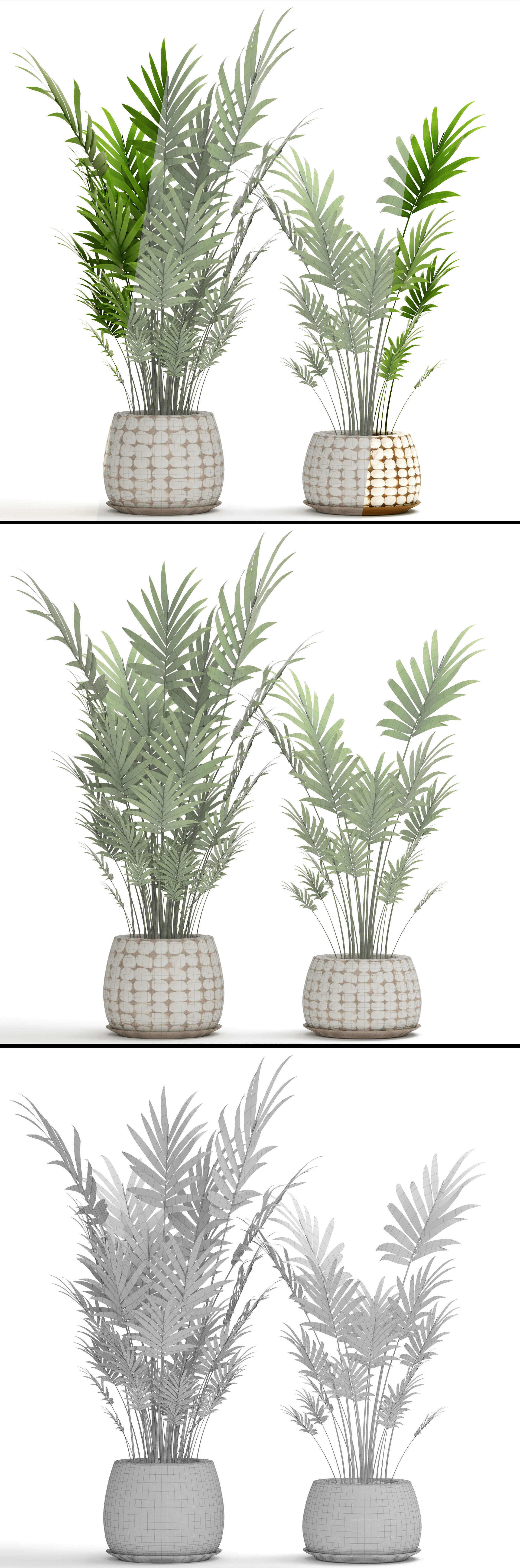 Palm collection 9 three plants in basket 3D model_8