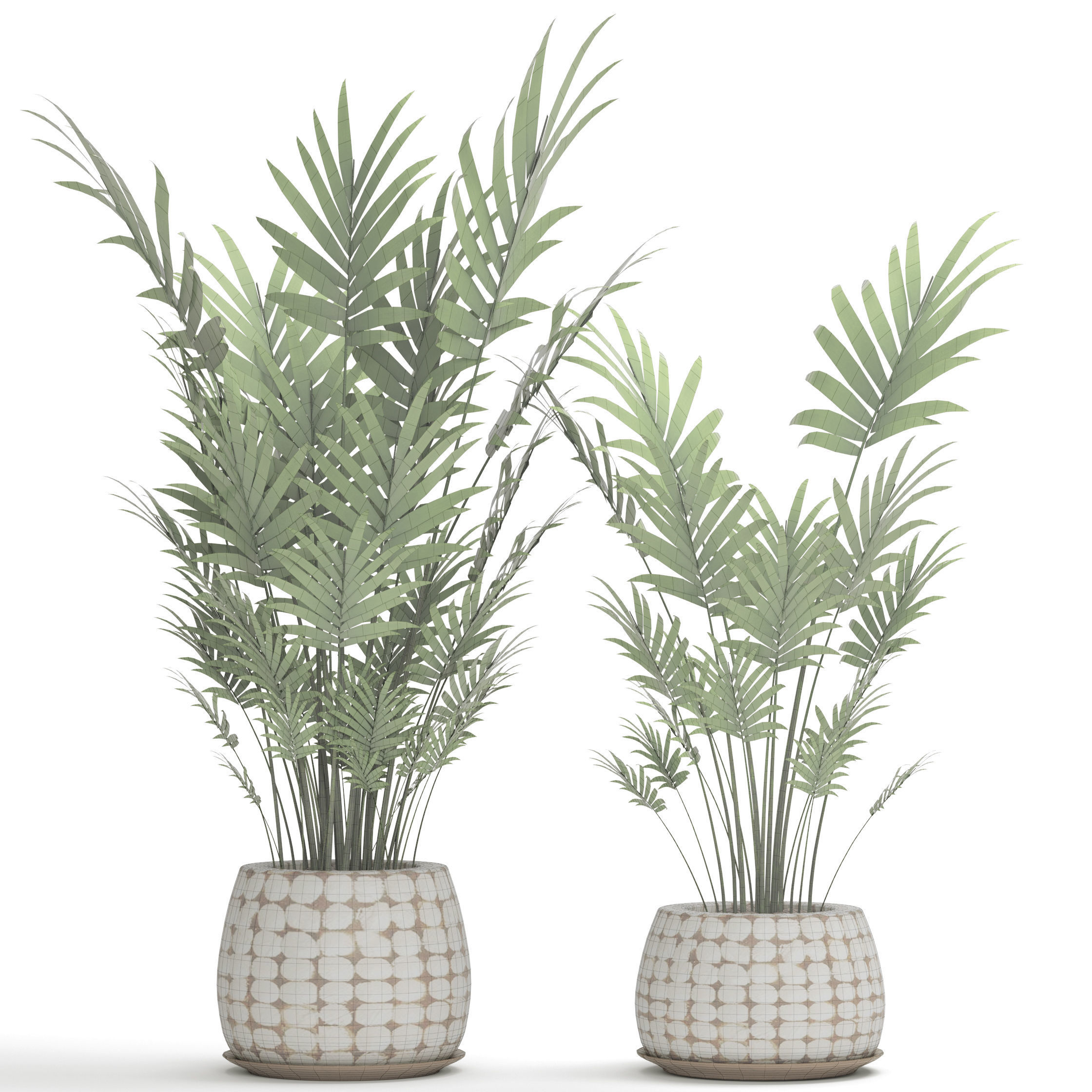 Palm collection 9 three plants in basket 3D model_6