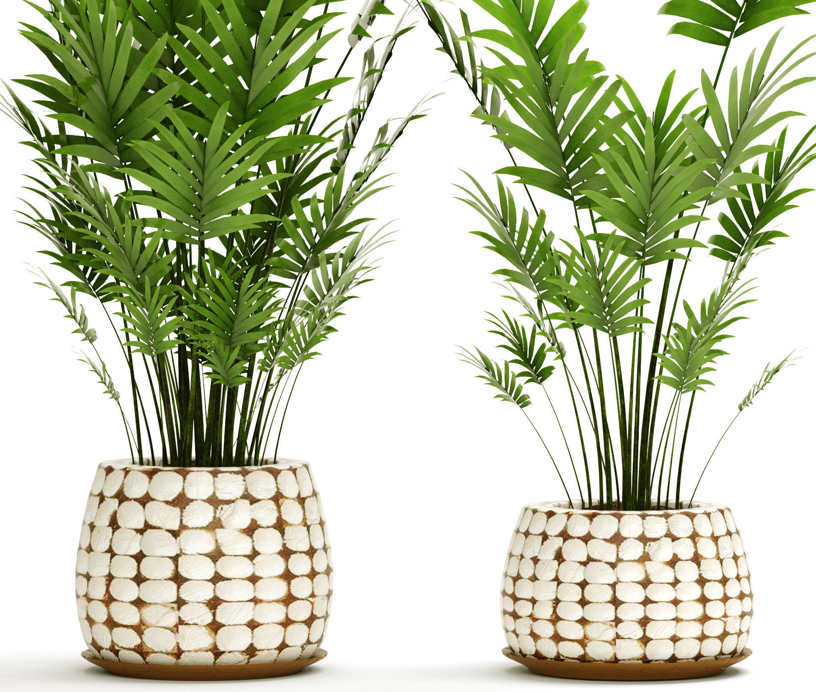 Palm collection 9 three plants in basket 3D model_1