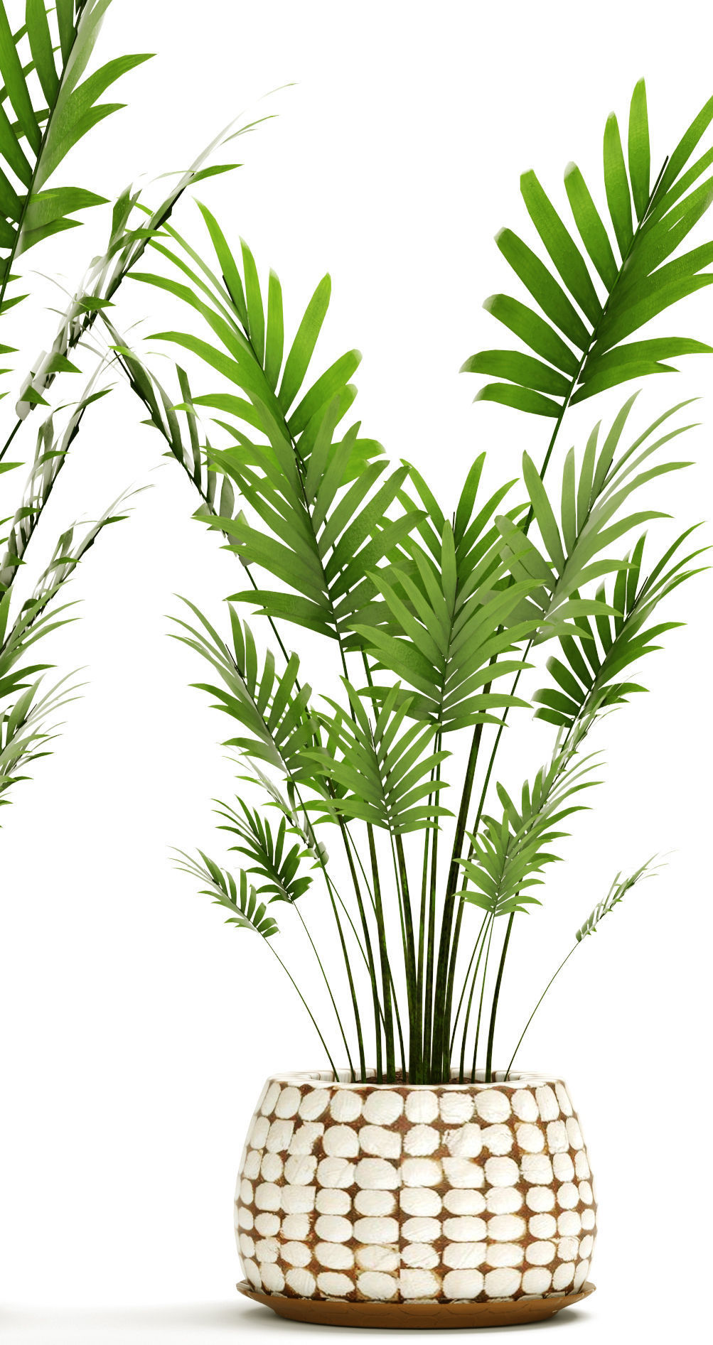 Palm collection 9 three plants in basket 3D model_2