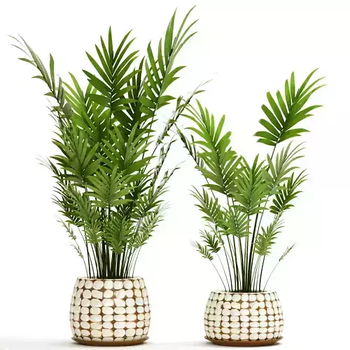 Palm collection 9 three plants in basket 3D model
