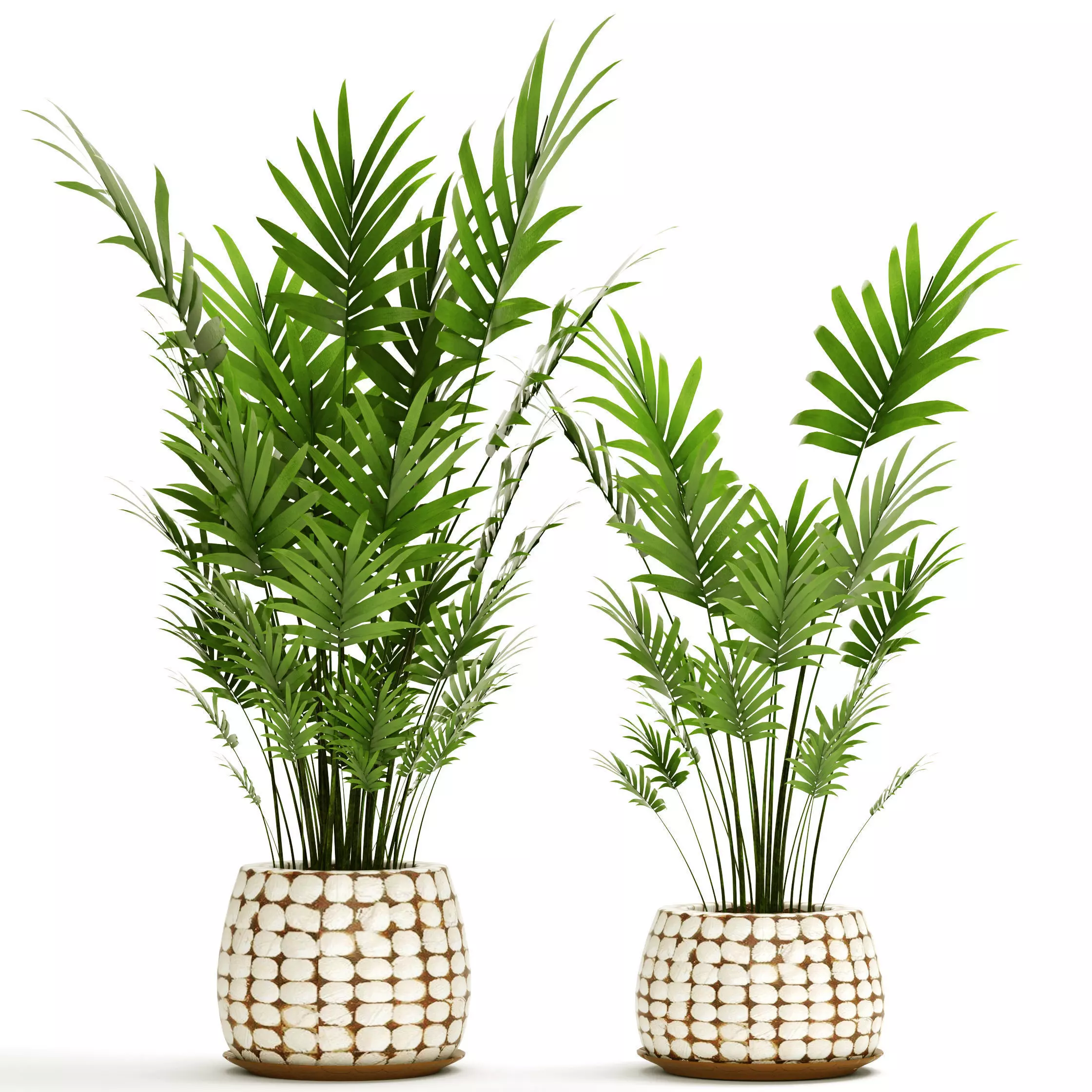 Palm collection 9 three plants in basket 3D model_0