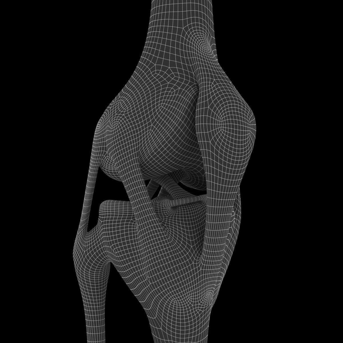 Knee-joint knee joint 3D model_5