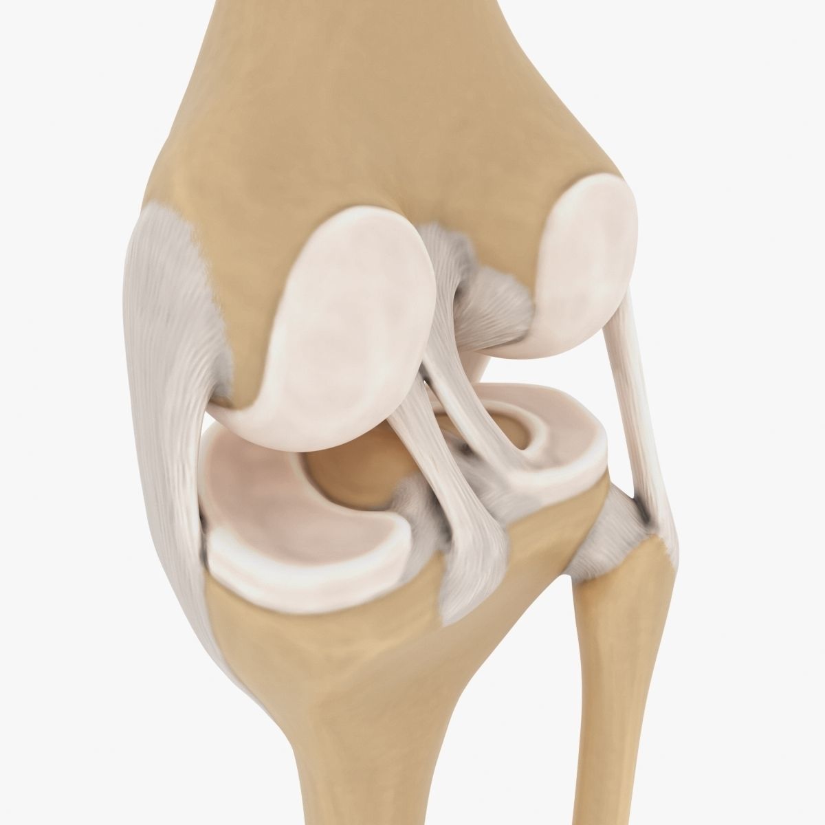 Knee-joint knee joint 3D model_3