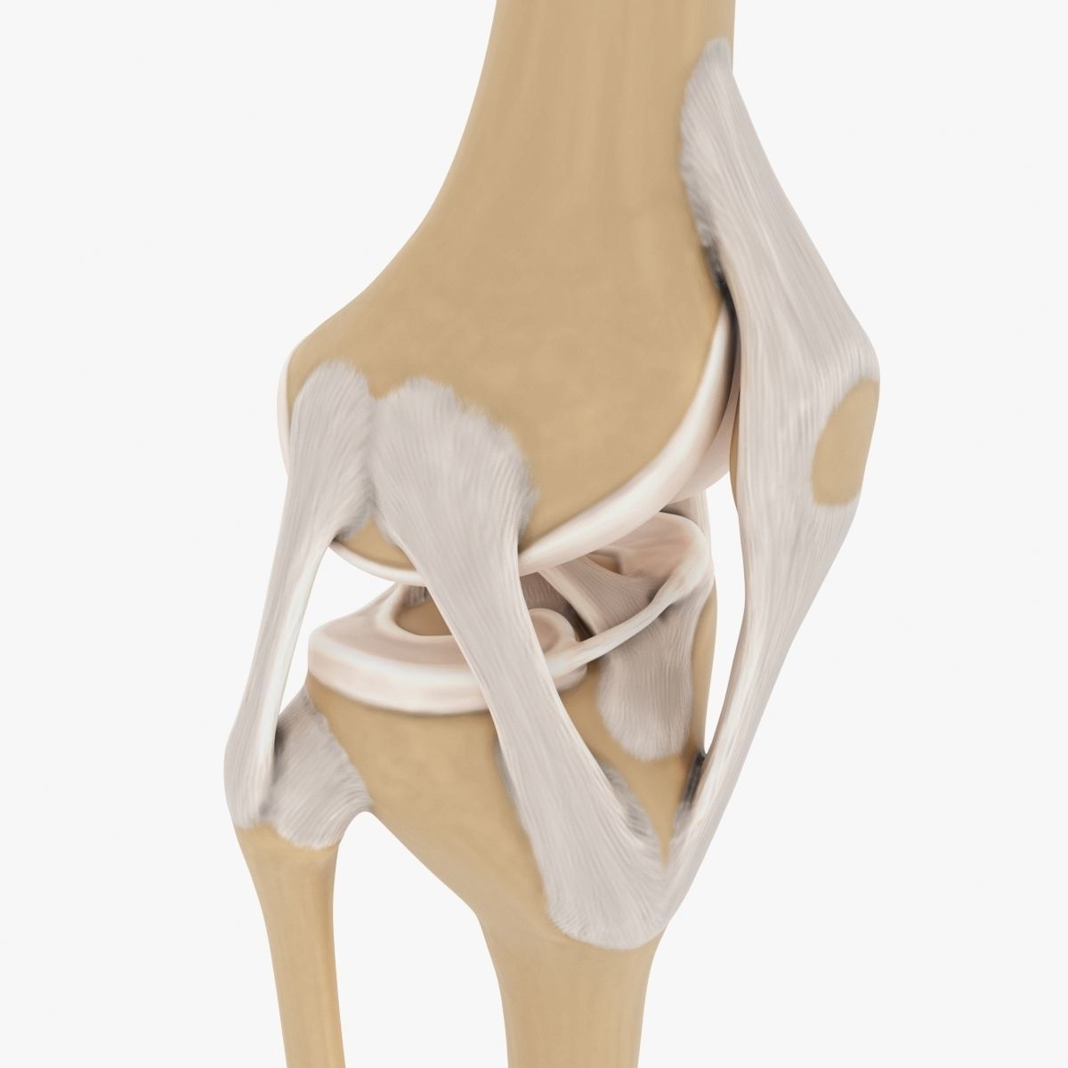 Knee-joint knee joint 3D model_1