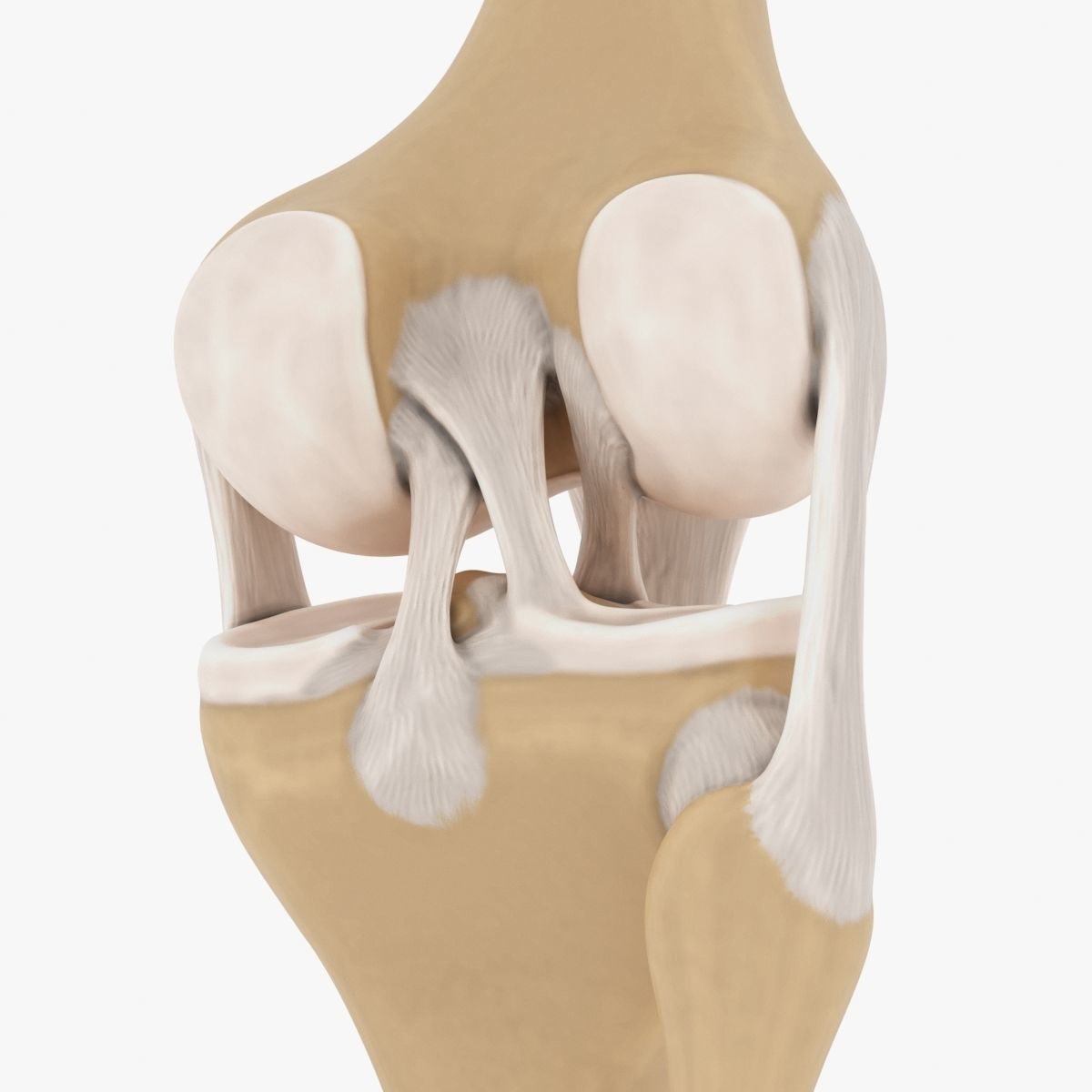 Knee-joint knee joint 3D model_2