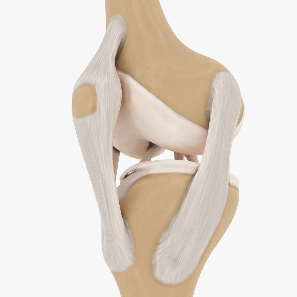 Knee-joint knee joint 3D model_4