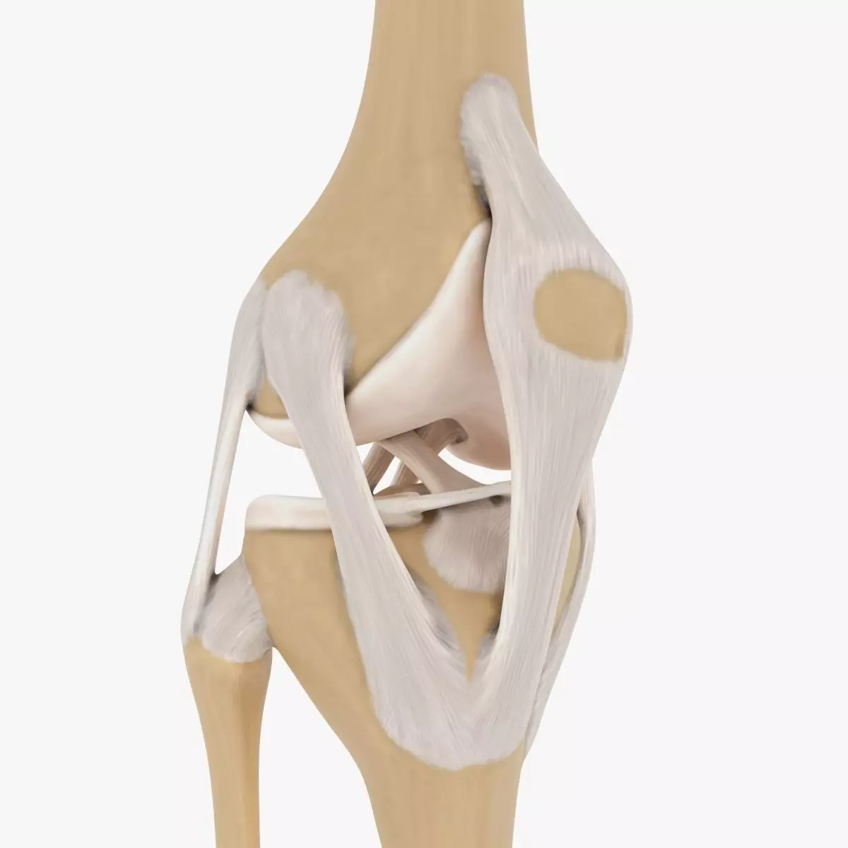 Knee-joint knee joint 3D model_0