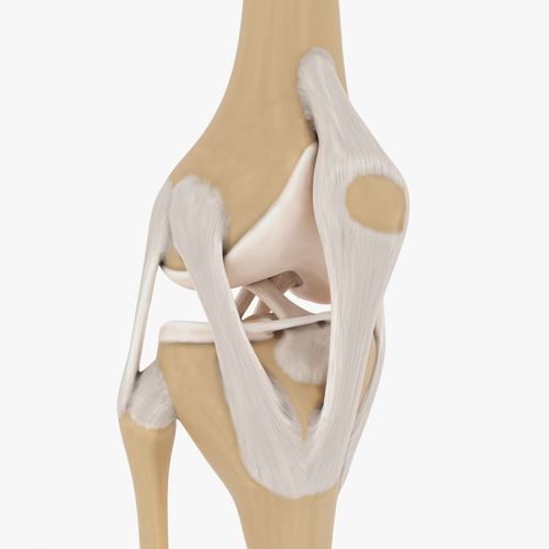 Knee-joint knee joint 3D model