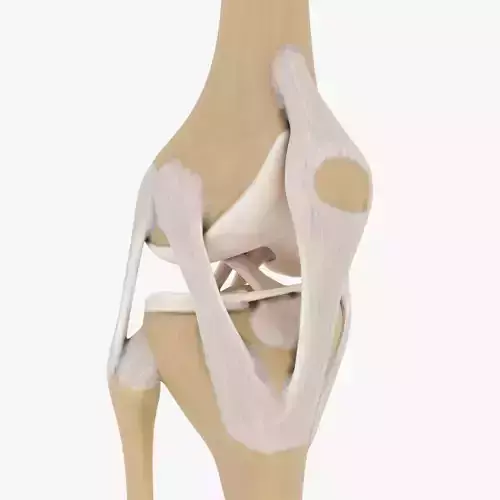 Knee-joint knee joint 3D model