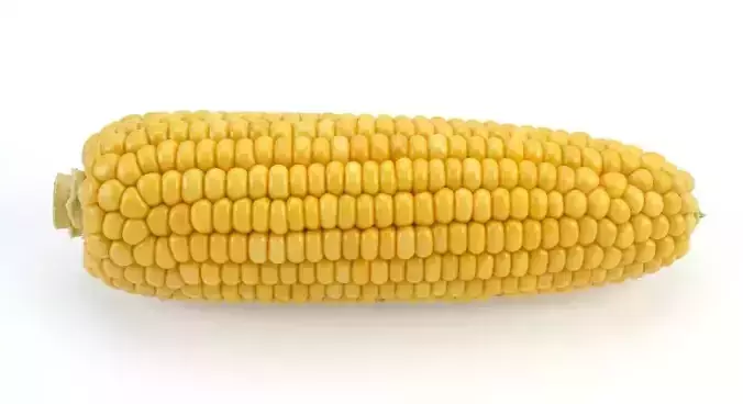 Sweet Corn 3D model 2