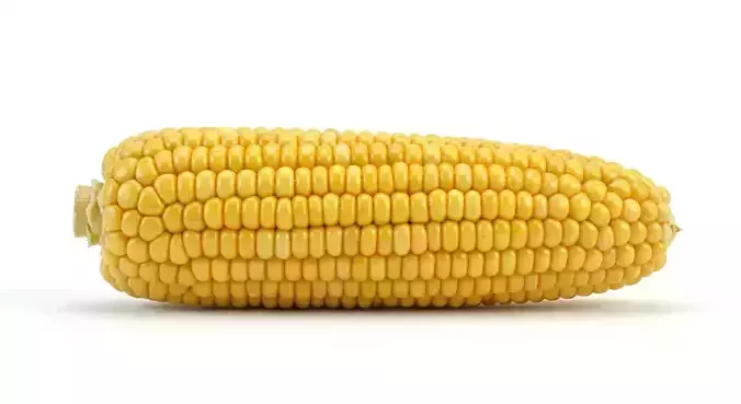 Sweet Corn 3D model 3