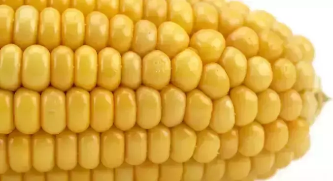Sweet Corn 3D model