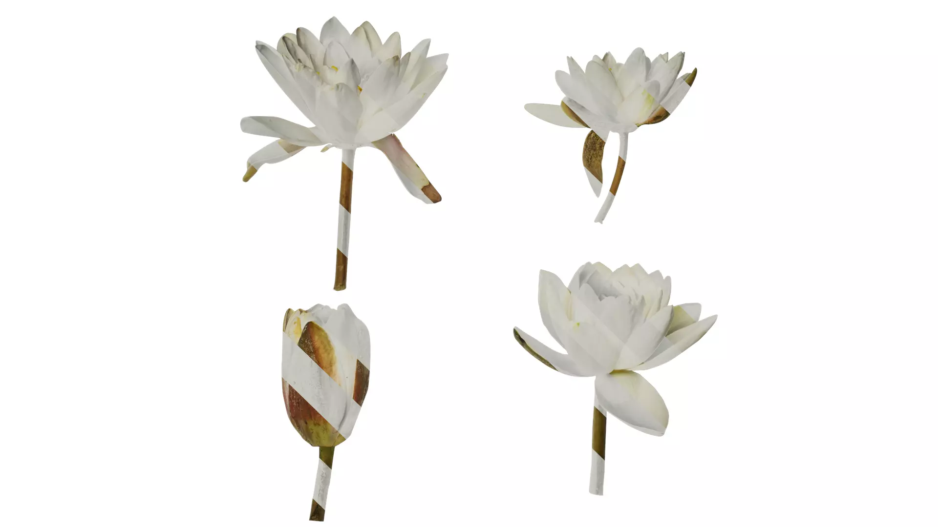 Anydrafts Nymphaea tetragona Flower 08 Texture