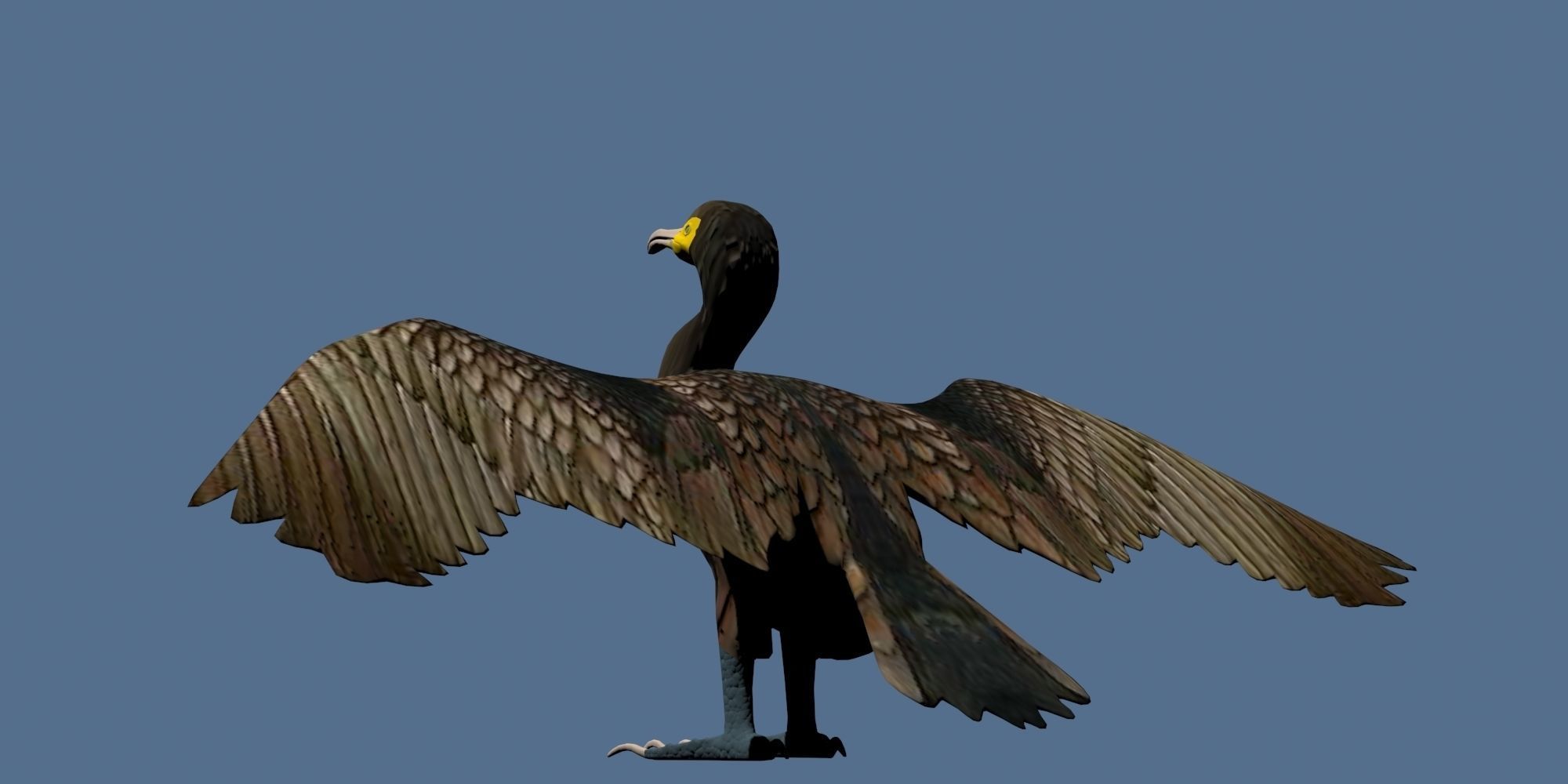Low Poly Cormorant model with wings spread Low-poly 3D model_9