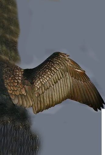 Low Poly Cormorant model with wings spread Low-poly 3D model_16