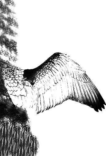 Low Poly Cormorant model with wings spread Low-poly 3D model_17