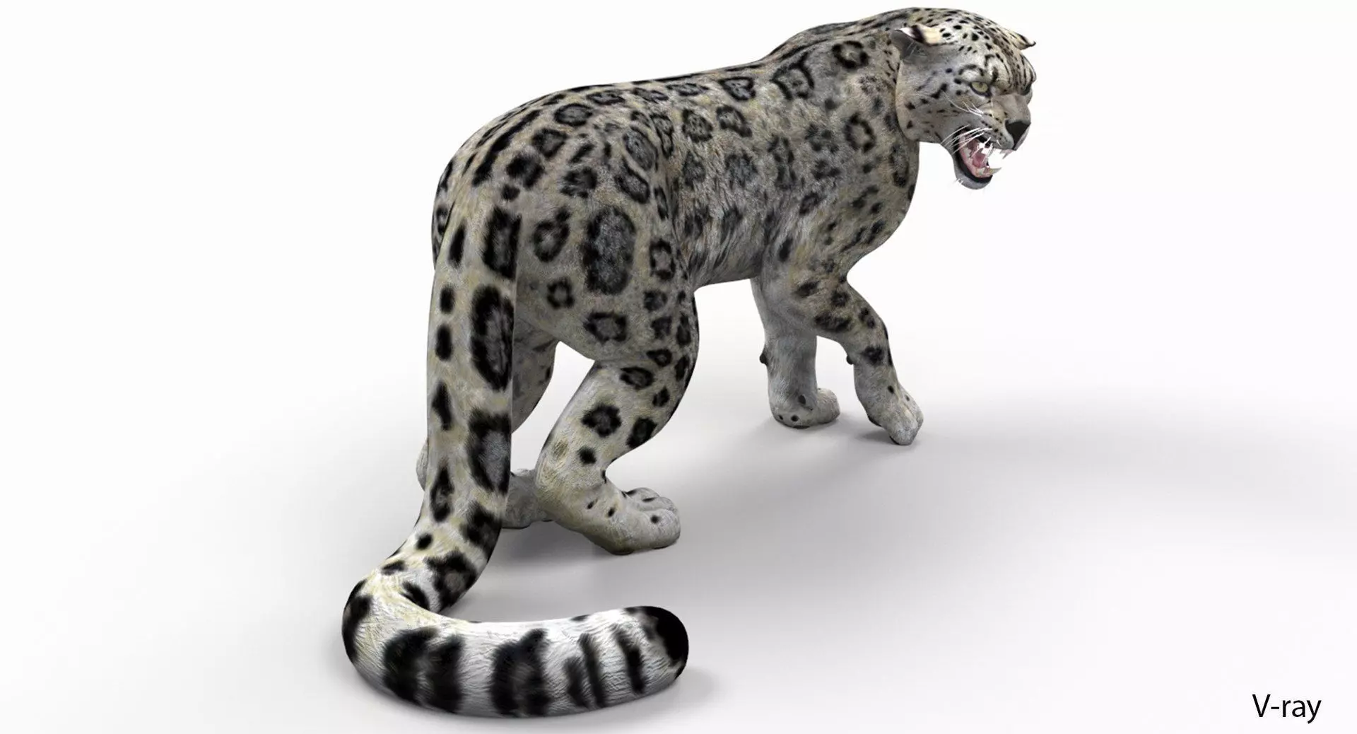 Snow Leopard Rigged Low-poly 3D model