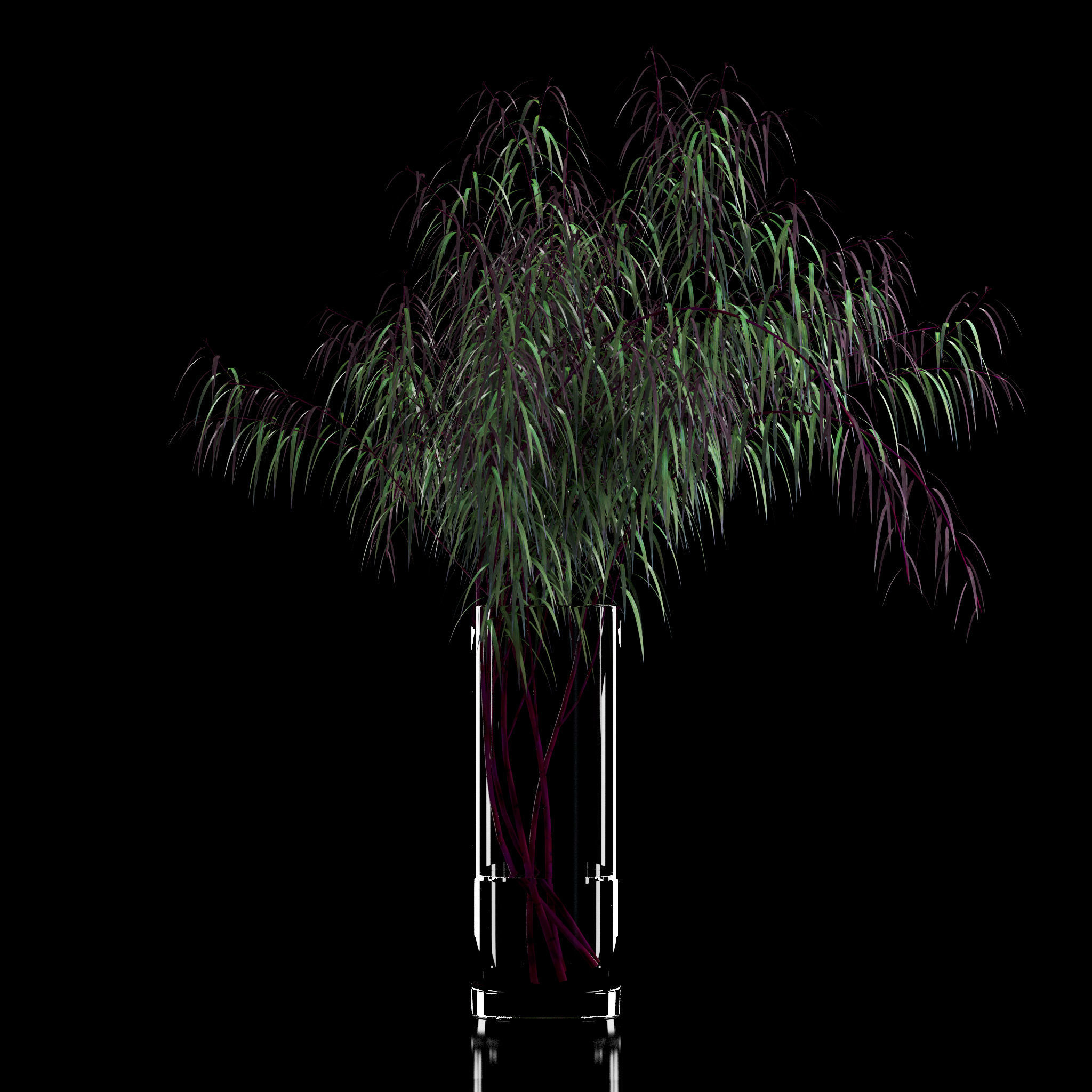 Agonis plant in glass vase 3D model_3