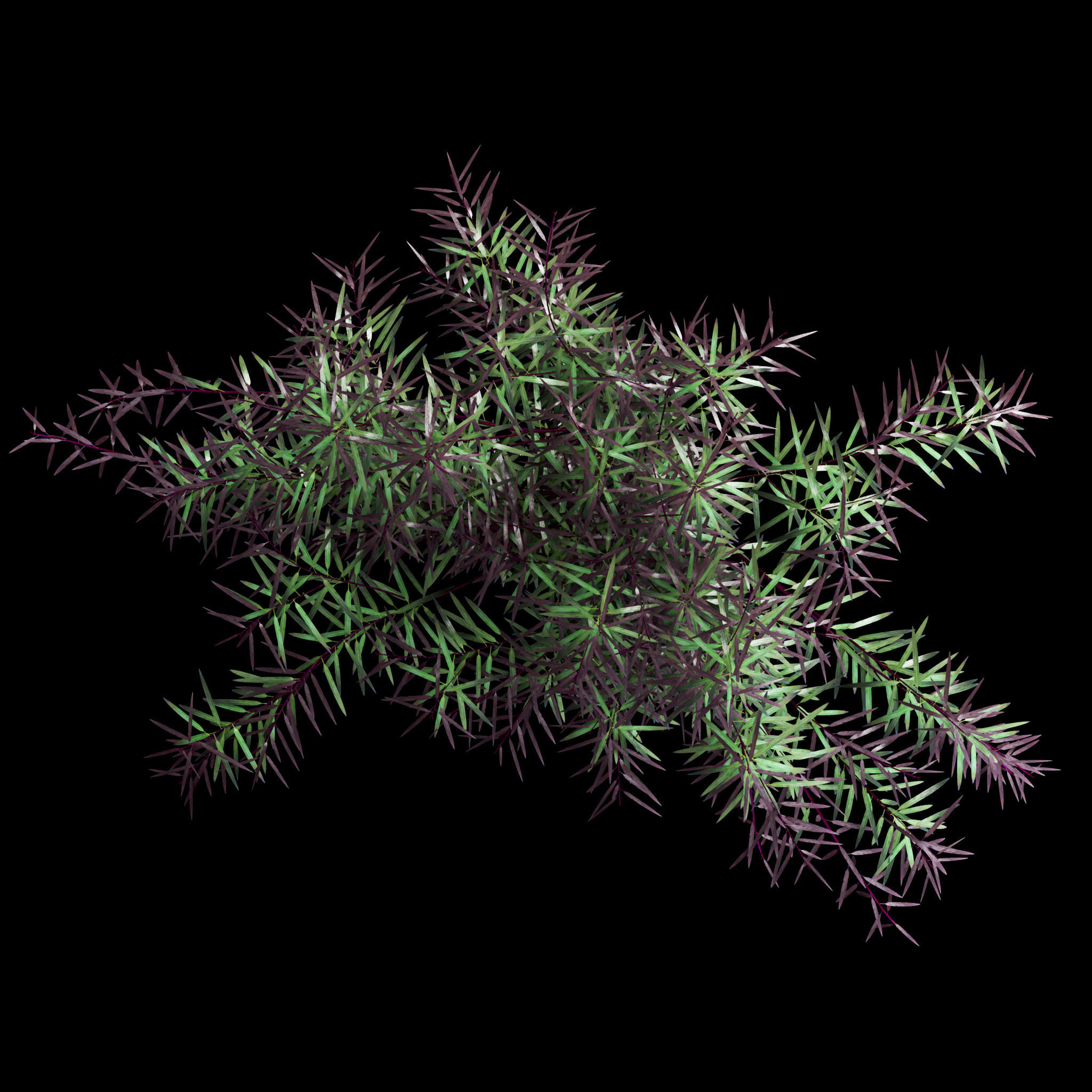 Agonis plant in glass vase 3D model_7