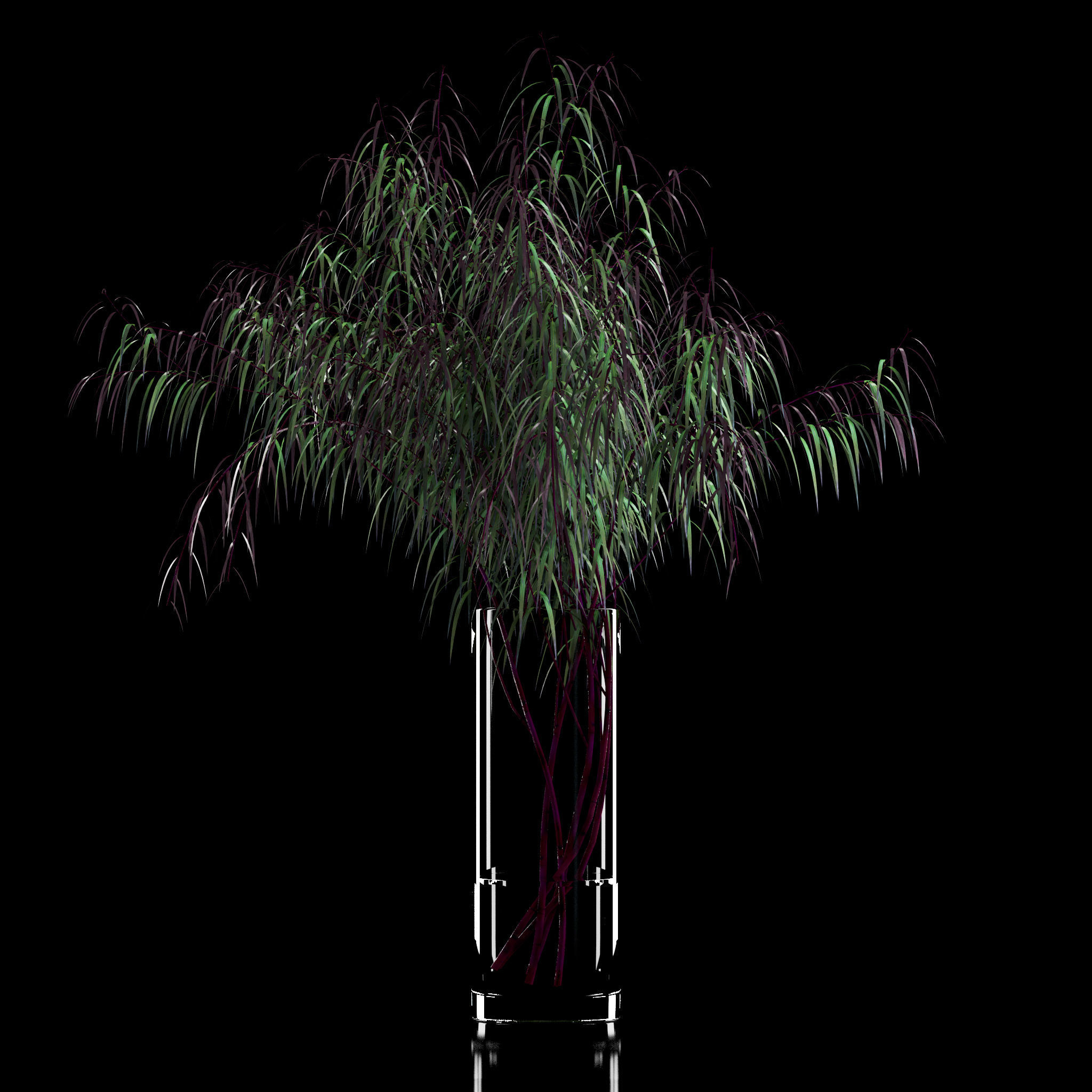 Agonis plant in glass vase 3D model_6