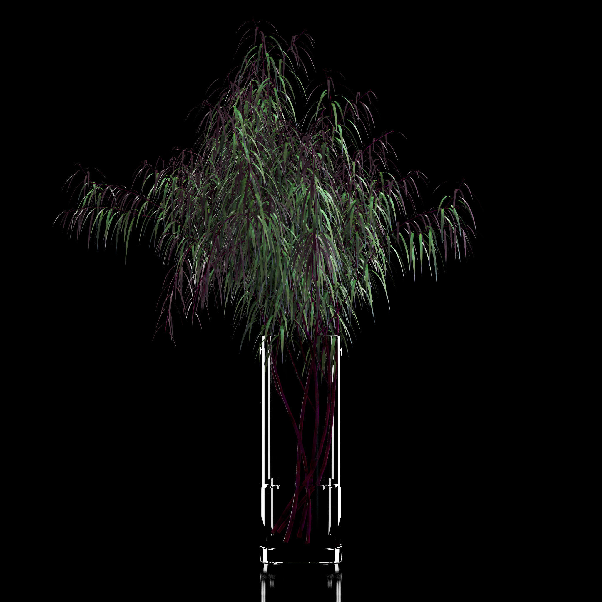 Agonis plant in glass vase 3D model_5