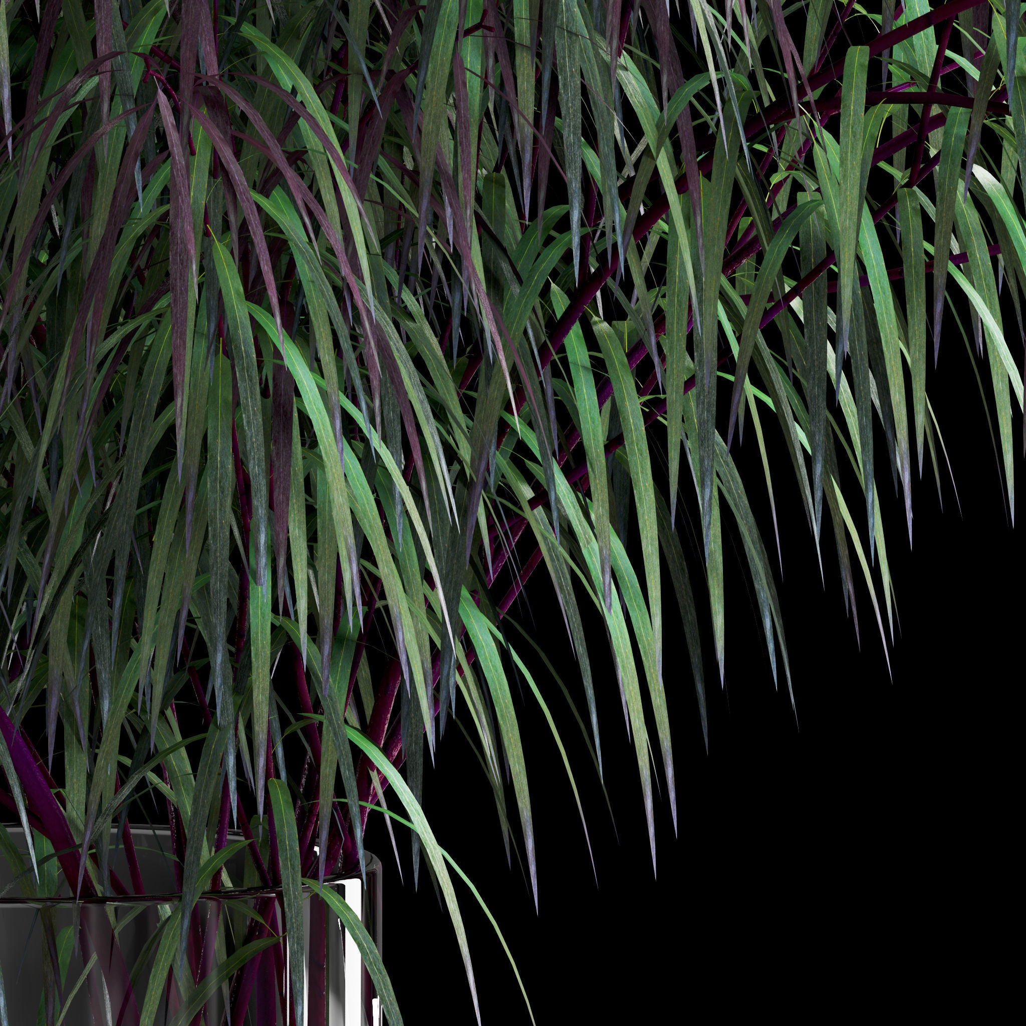 Agonis plant in glass vase 3D model_1