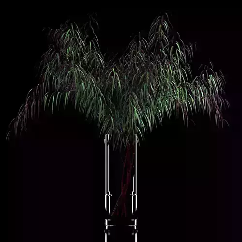 Agonis plant in glass vase