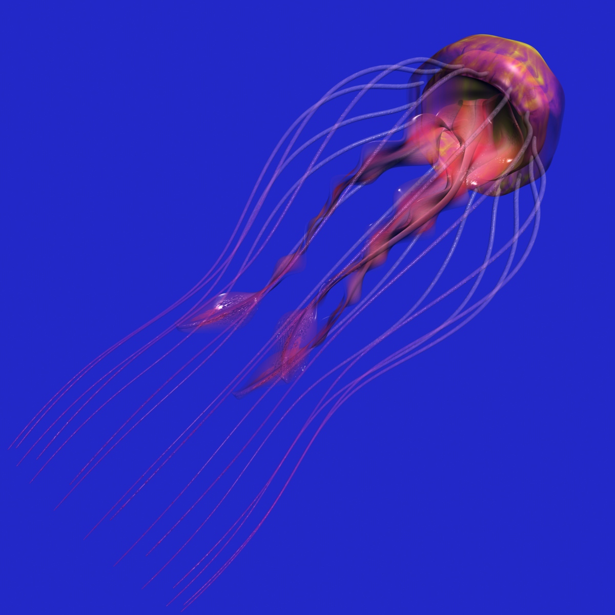 Jellyfish Rigged Low-poly 3D model_2