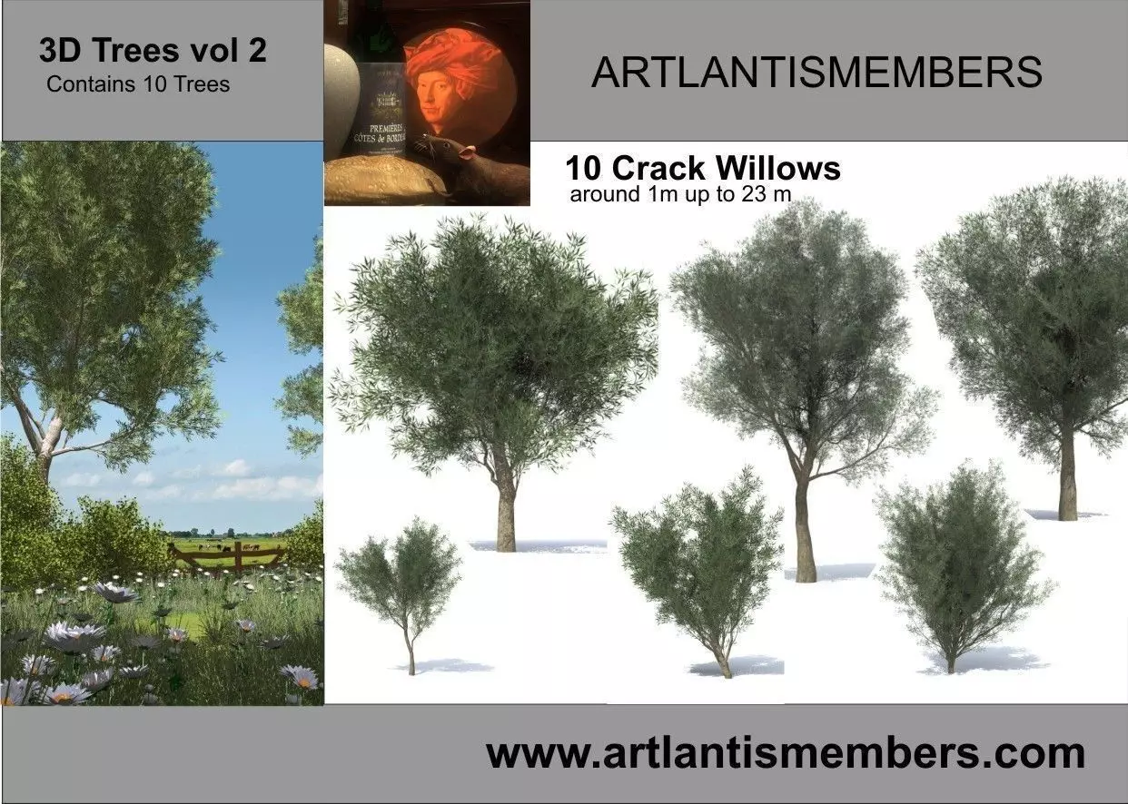 Crack willow 3D model