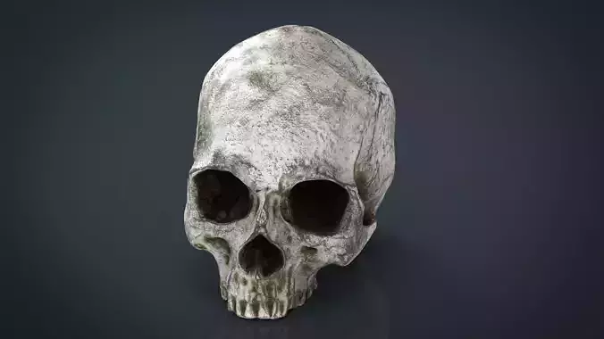 Realistic Skull human