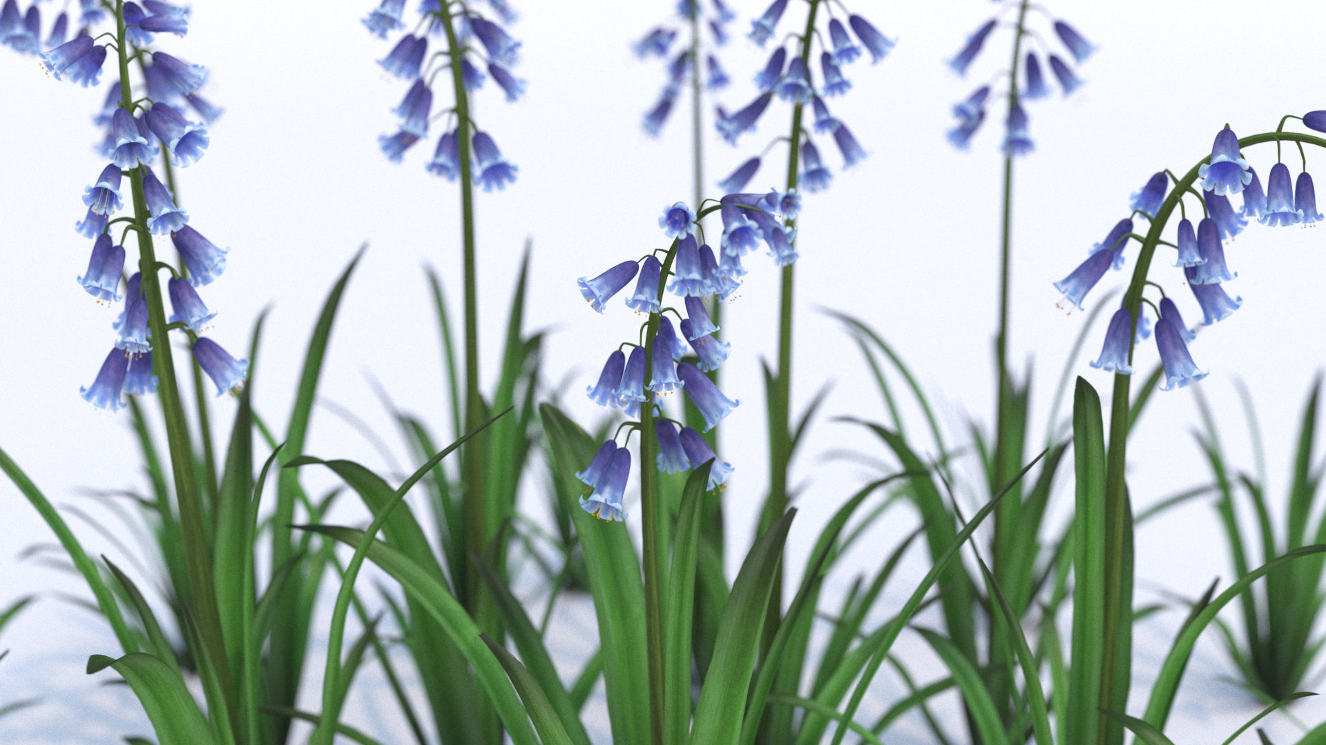 Bluebell bluebells 3D model_2