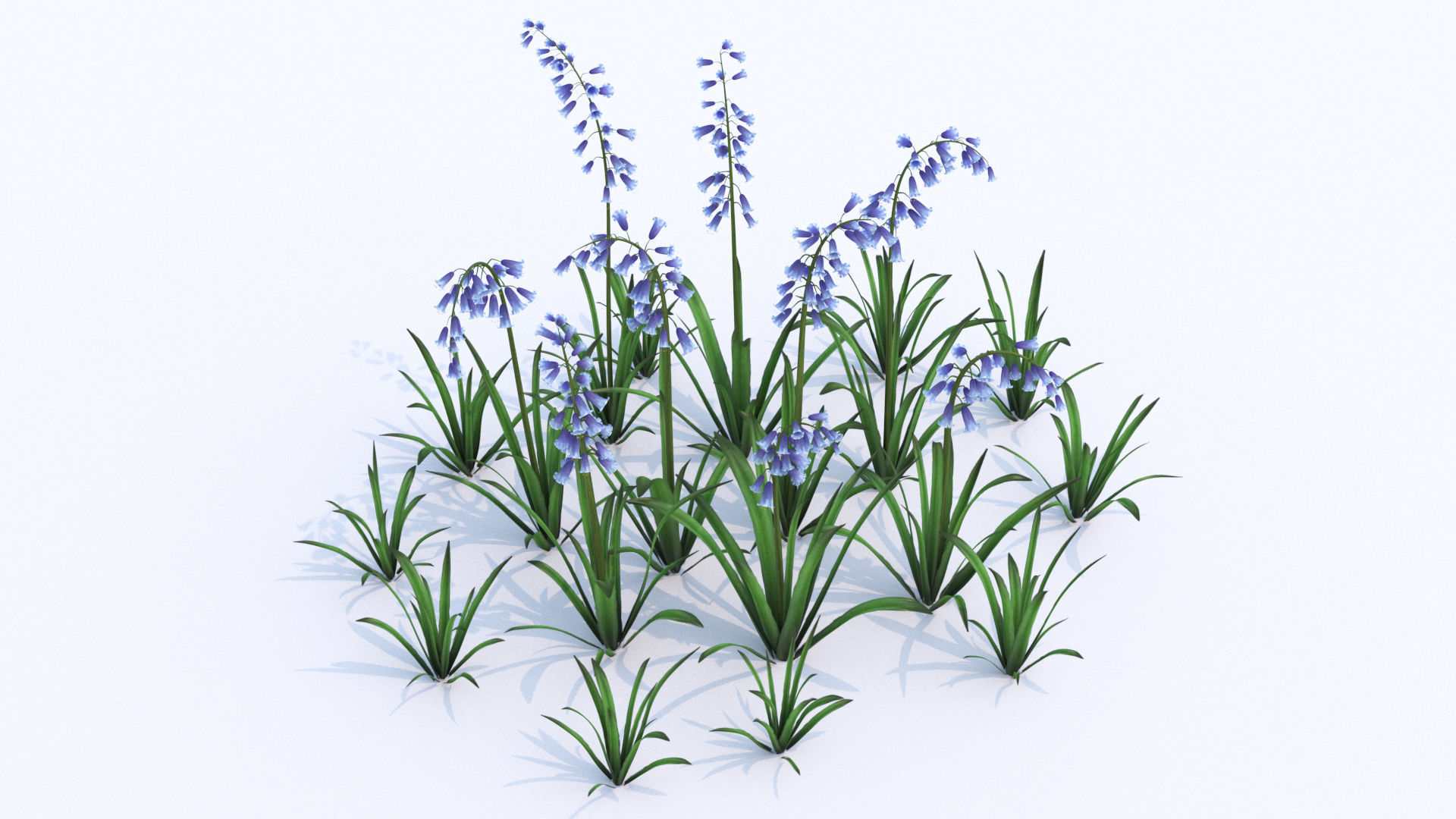 Bluebell bluebells 3D model_1