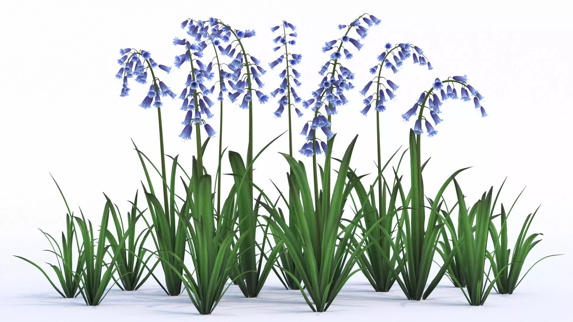 Bluebell bluebells 3D model_0