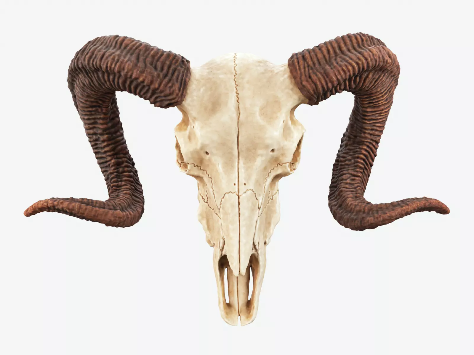 Bighorn Ram Skull PBR Low-poly 3D model_0