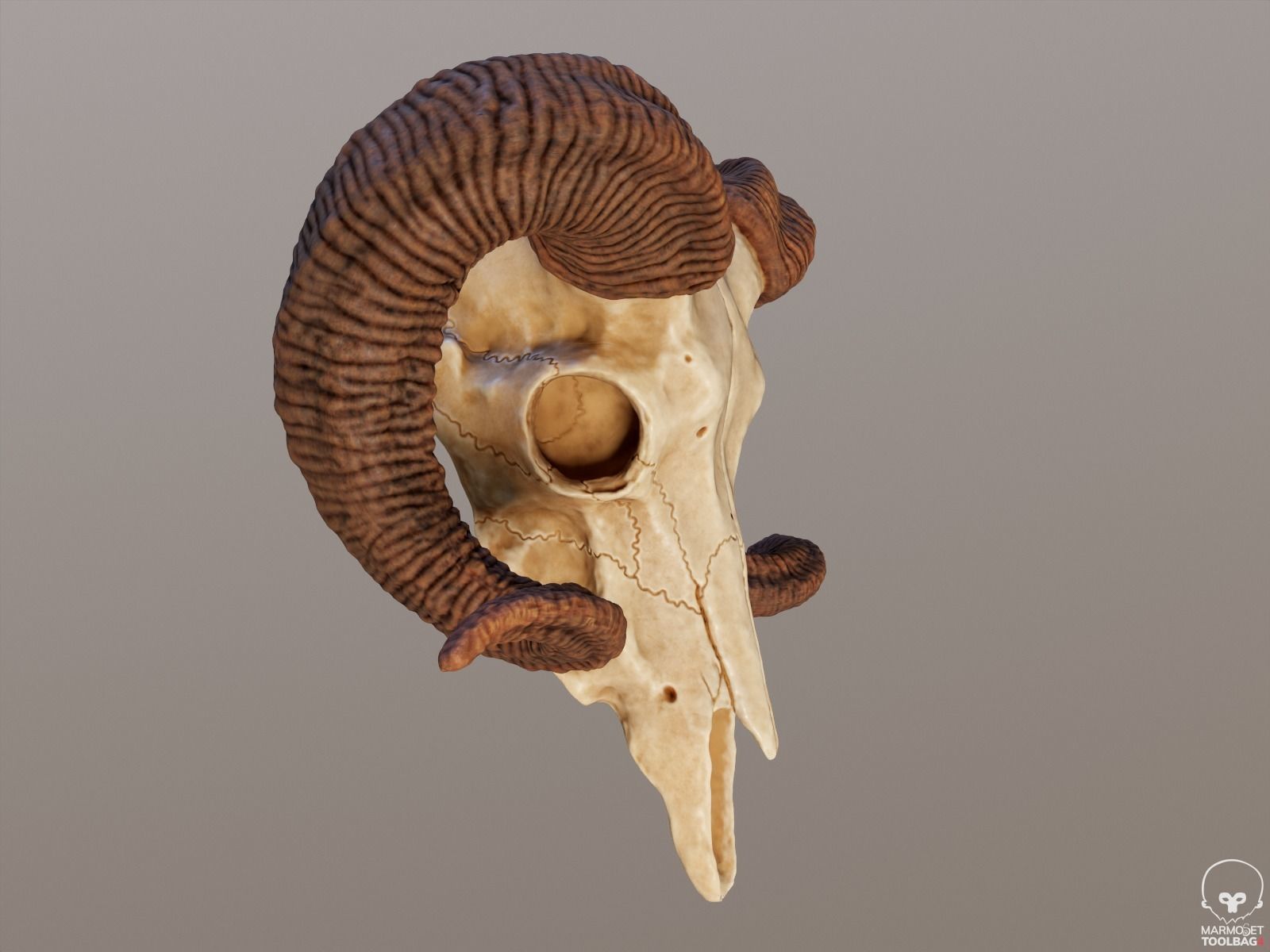 Bighorn Ram Skull PBR Low-poly 3D model_16