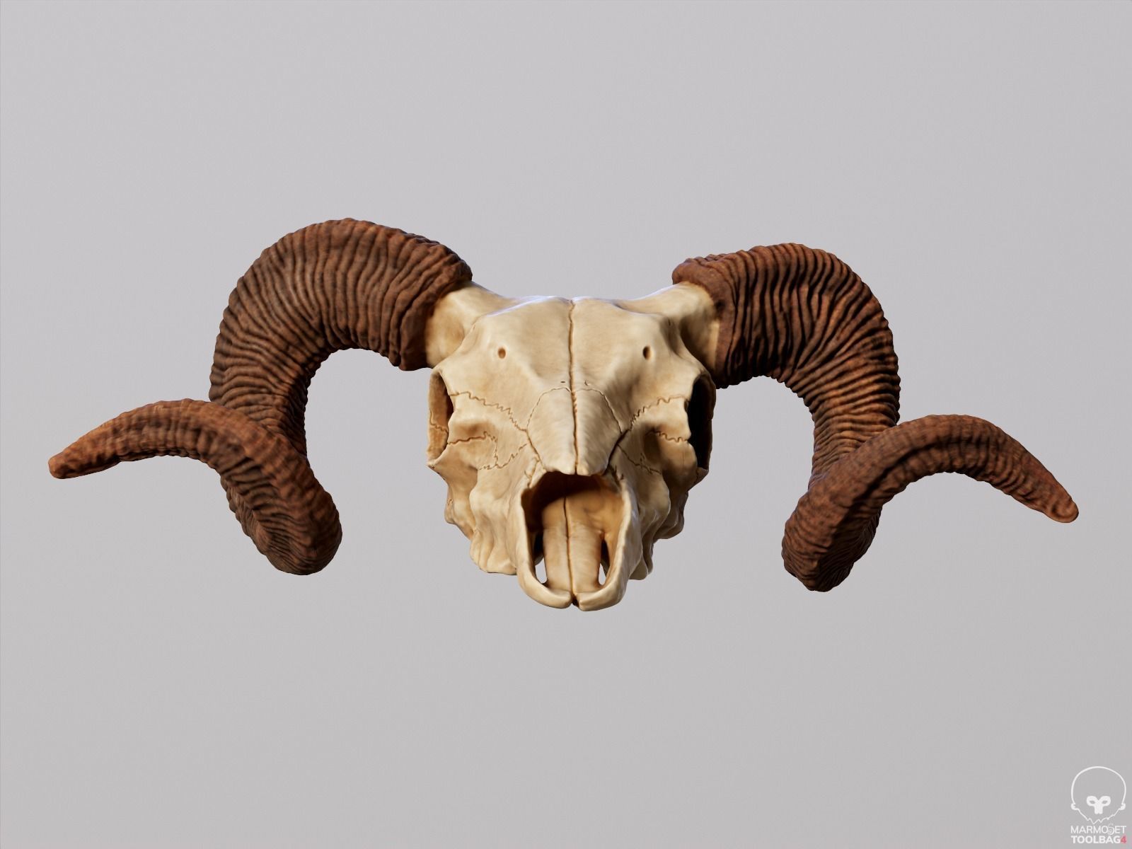 Bighorn Ram Skull PBR Low-poly 3D model_17