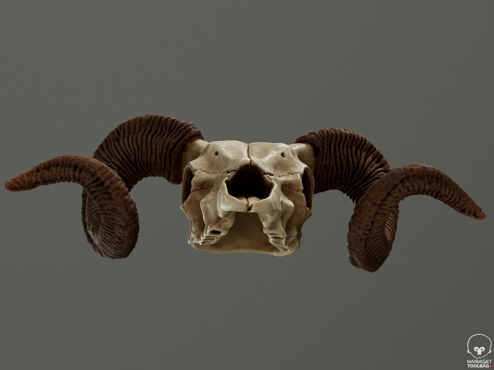 Bighorn Ram Skull PBR Low-poly 3D model_18