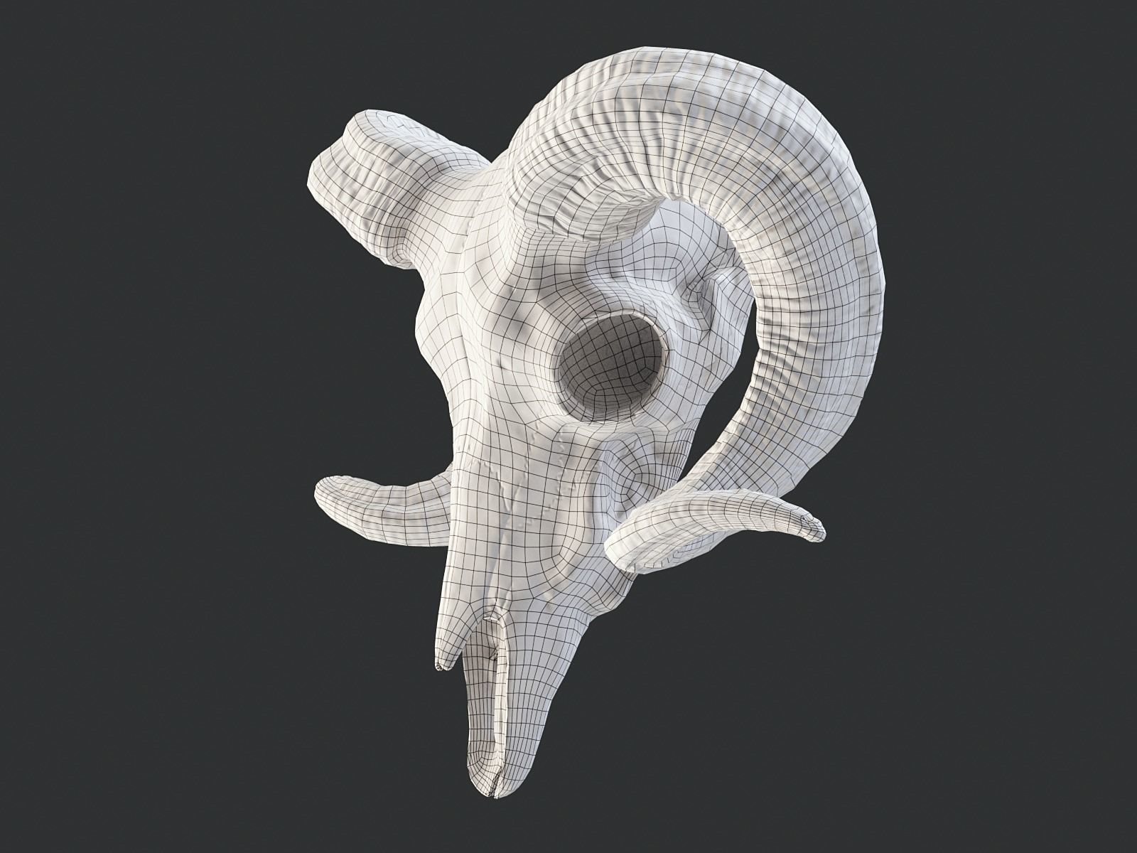 Bighorn Ram Skull PBR Low-poly 3D model_21
