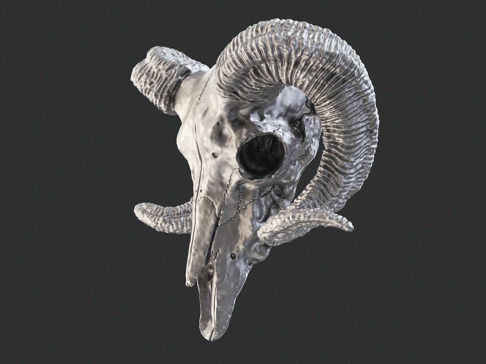 Bighorn Ram Skull PBR Low-poly 3D model_27