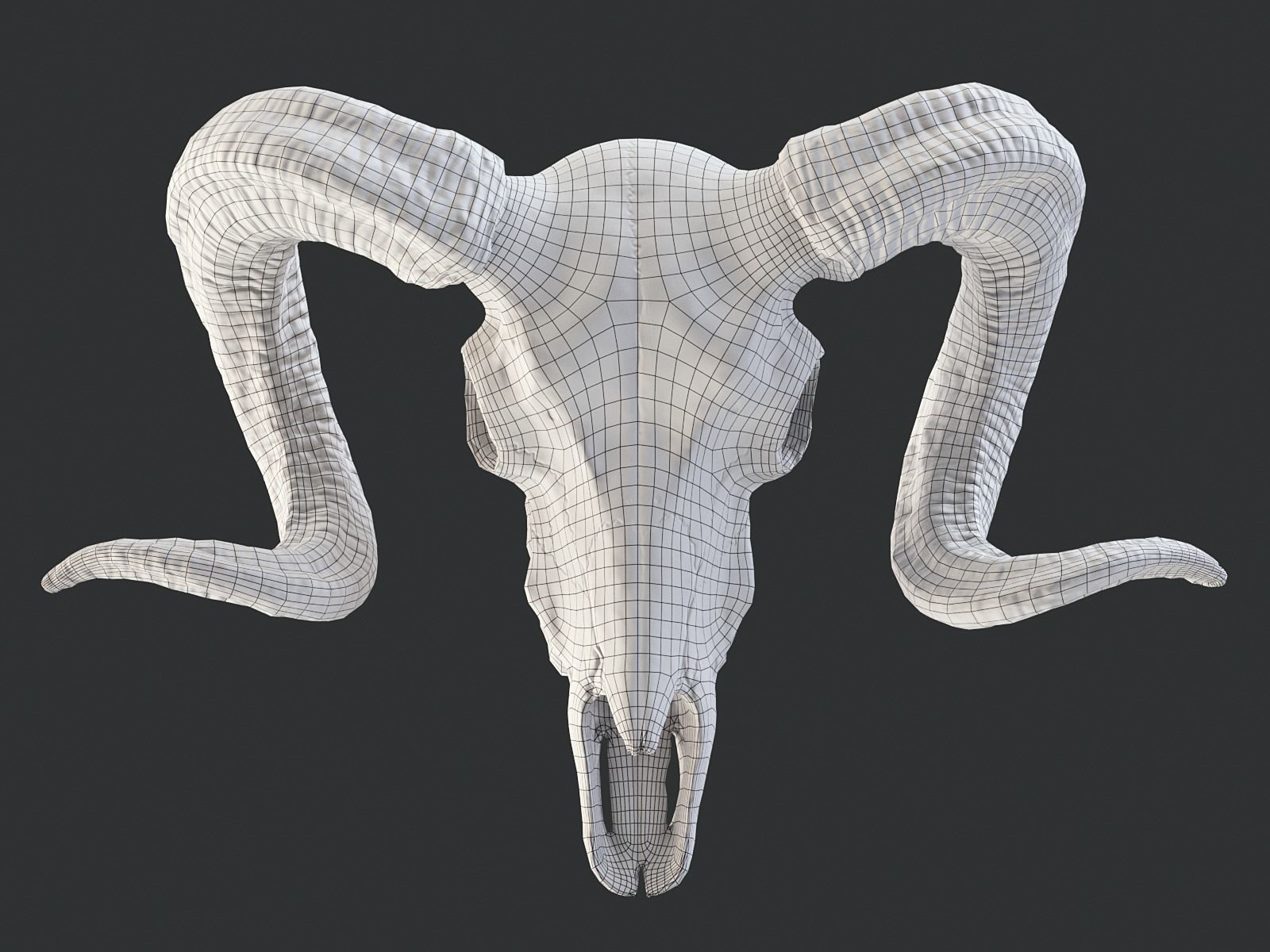 Bighorn Ram Skull PBR Low-poly 3D model_20