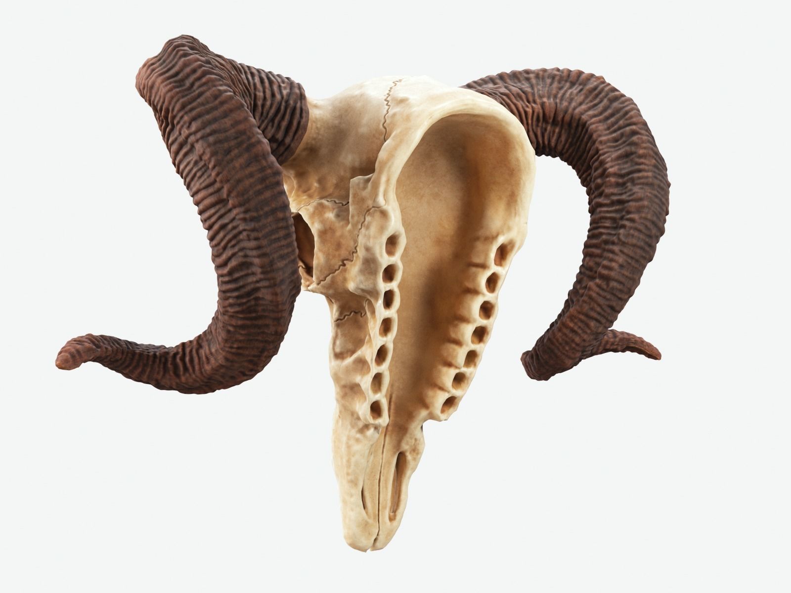 Bighorn Ram Skull PBR Low-poly 3D model_4