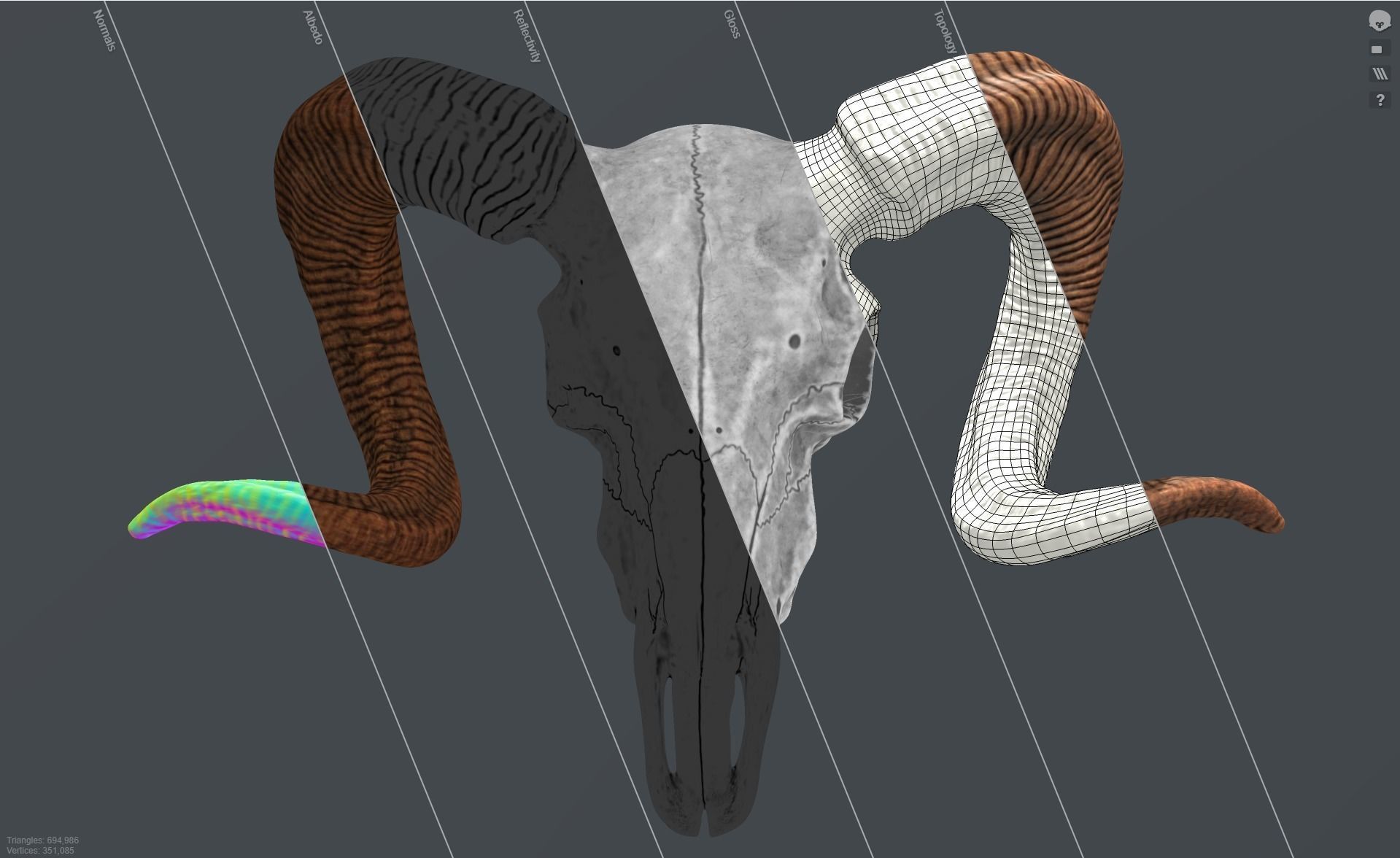 Bighorn Ram Skull PBR Low-poly 3D model_29
